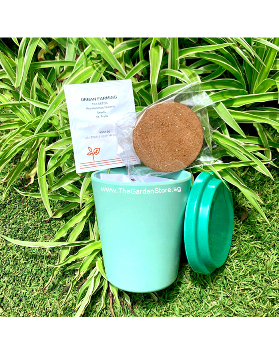 Grow Your Own Rooibos Tea